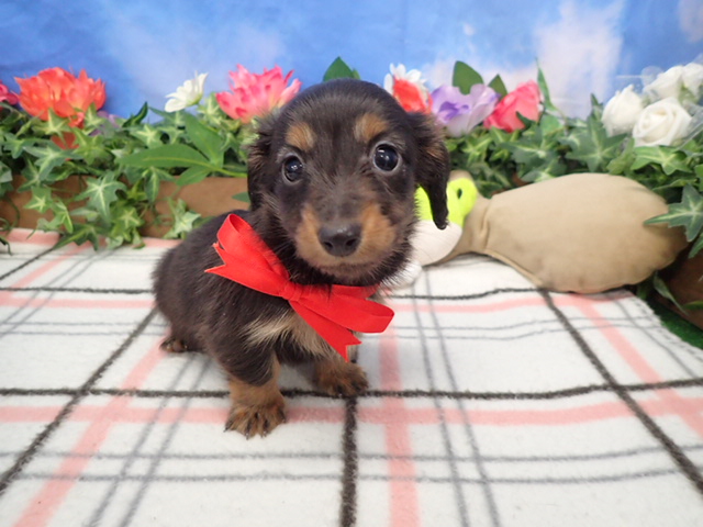 ミニチュア・ダックスフンド