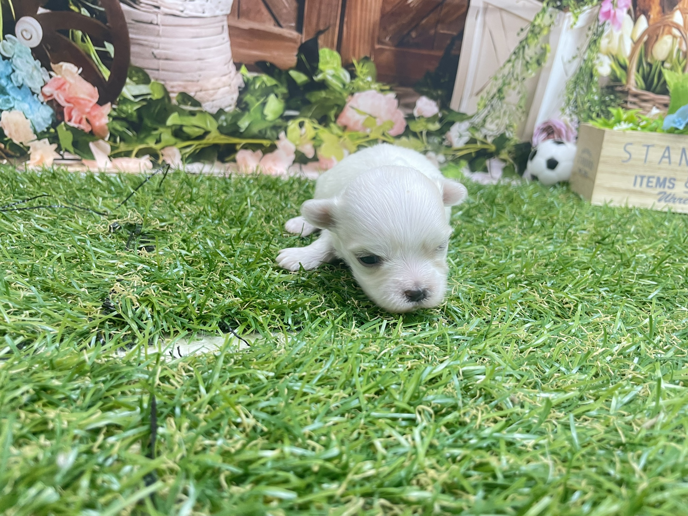 赤ちゃん写真1-1