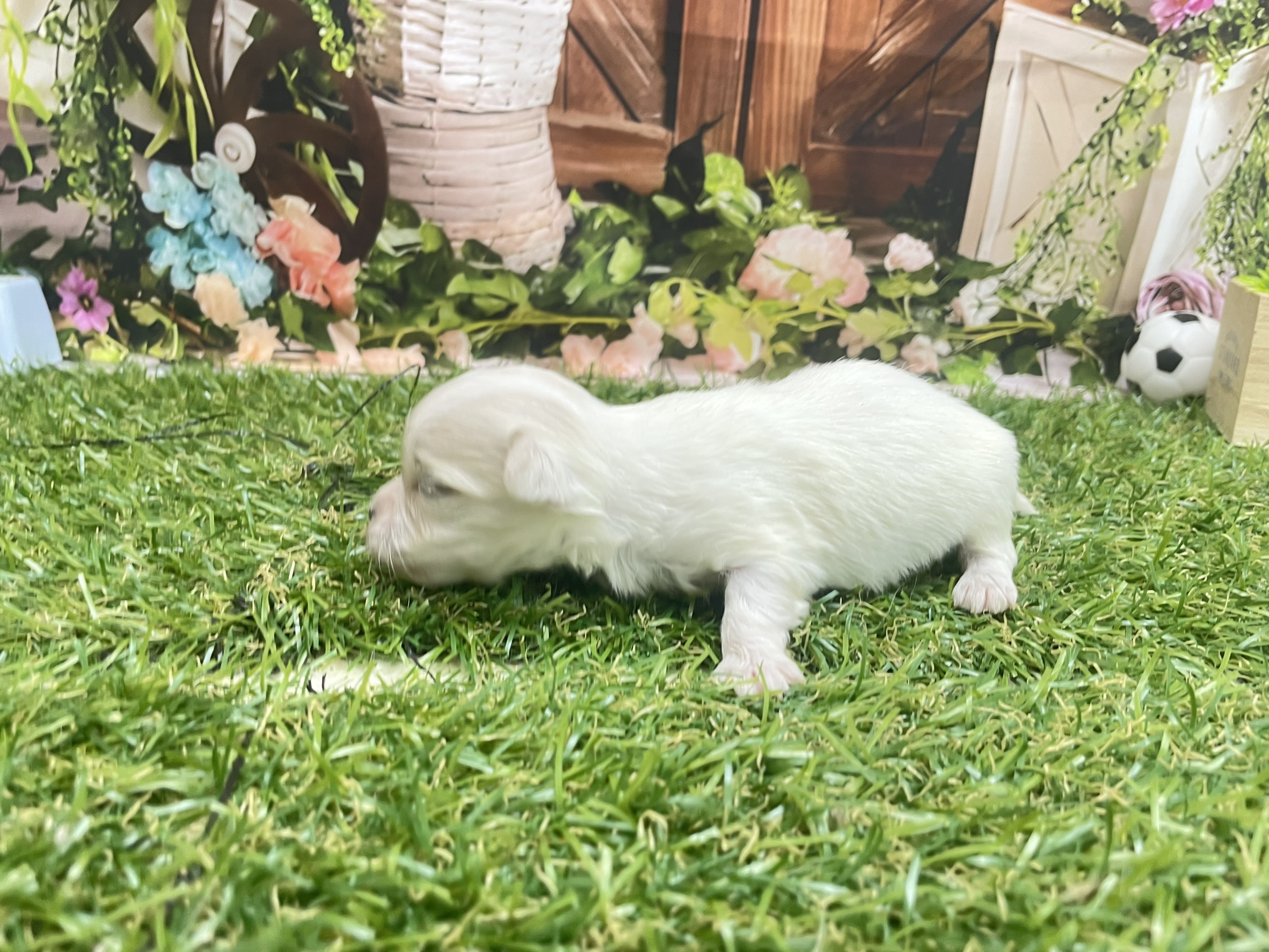 赤ちゃん写真1-2