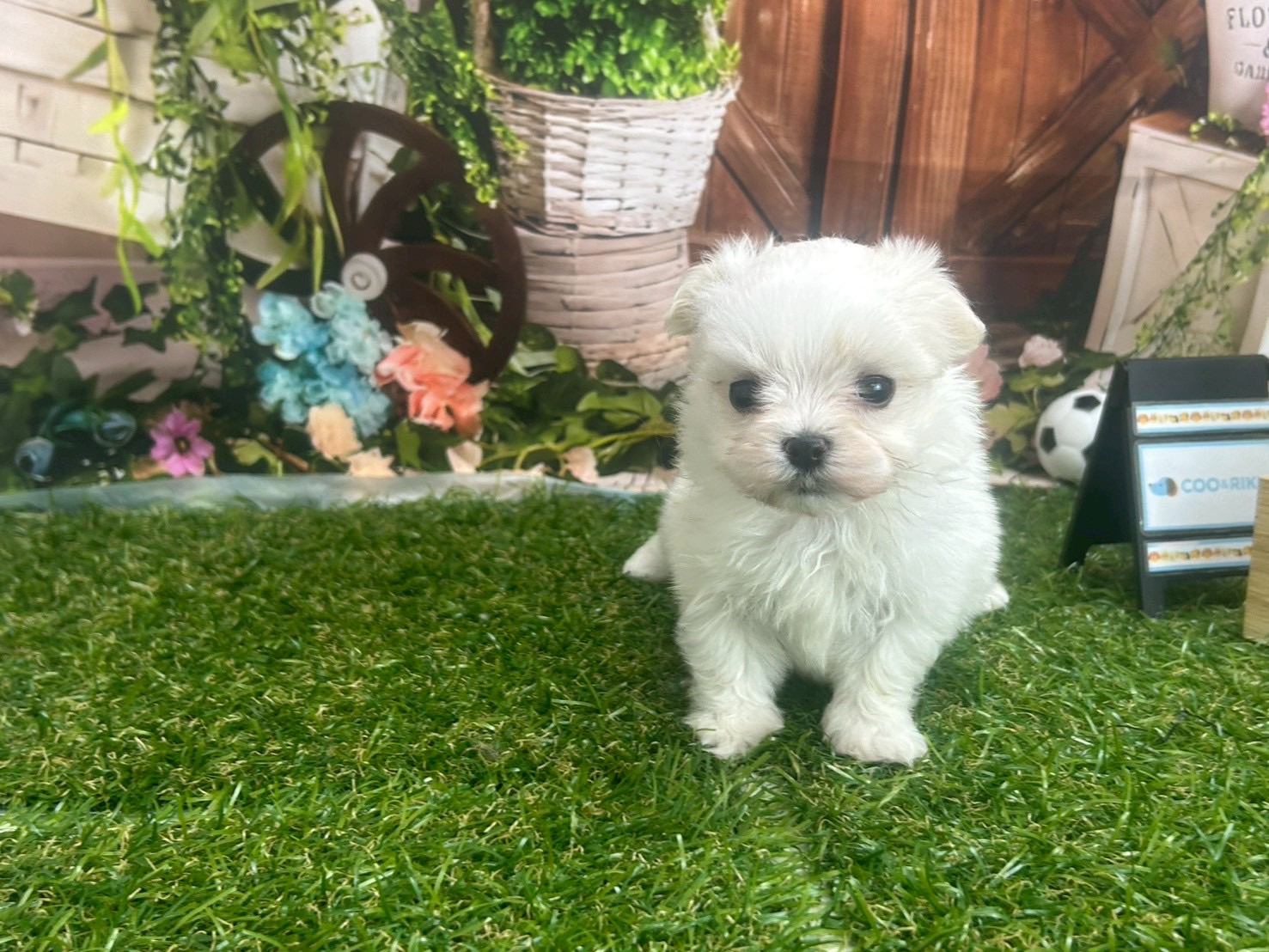 赤ちゃん写真2-1