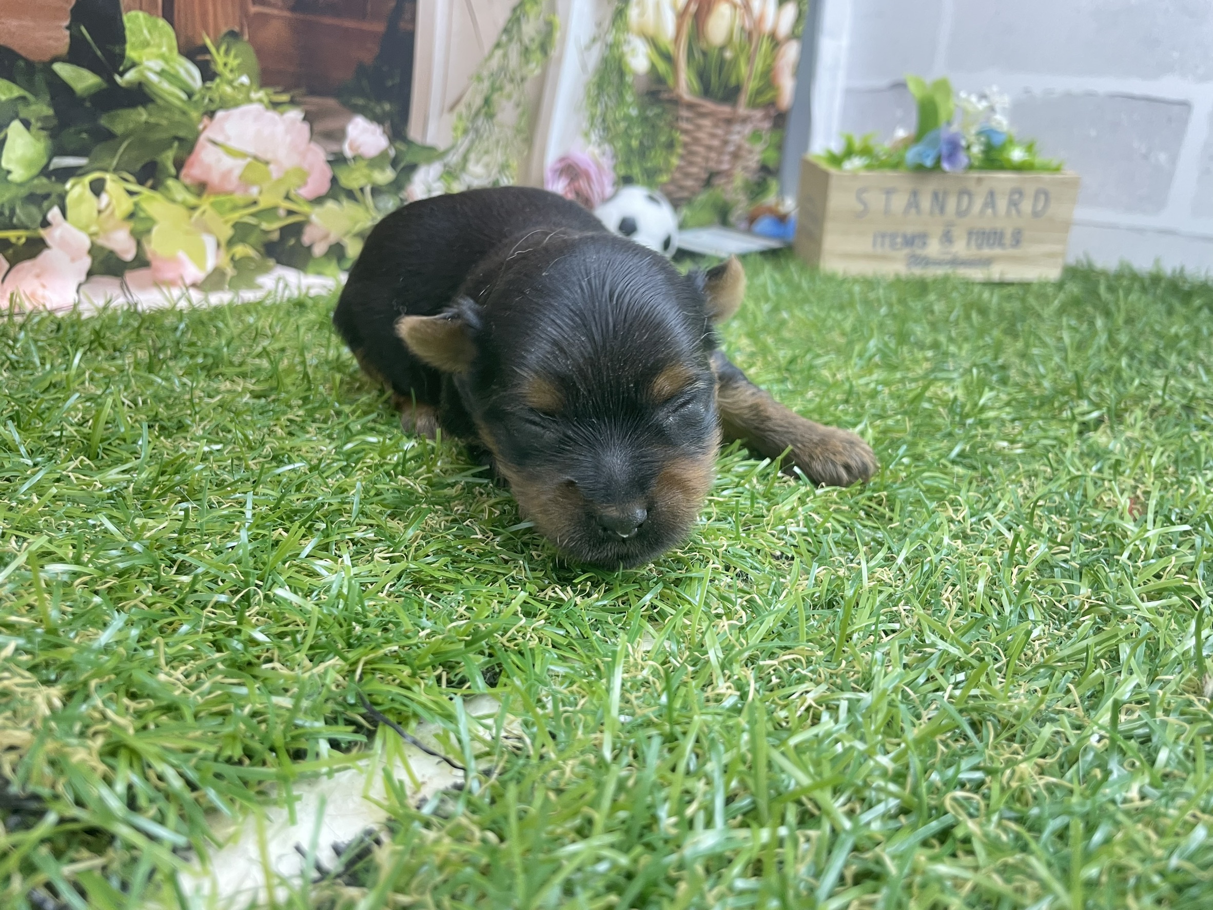 赤ちゃん写真1-1