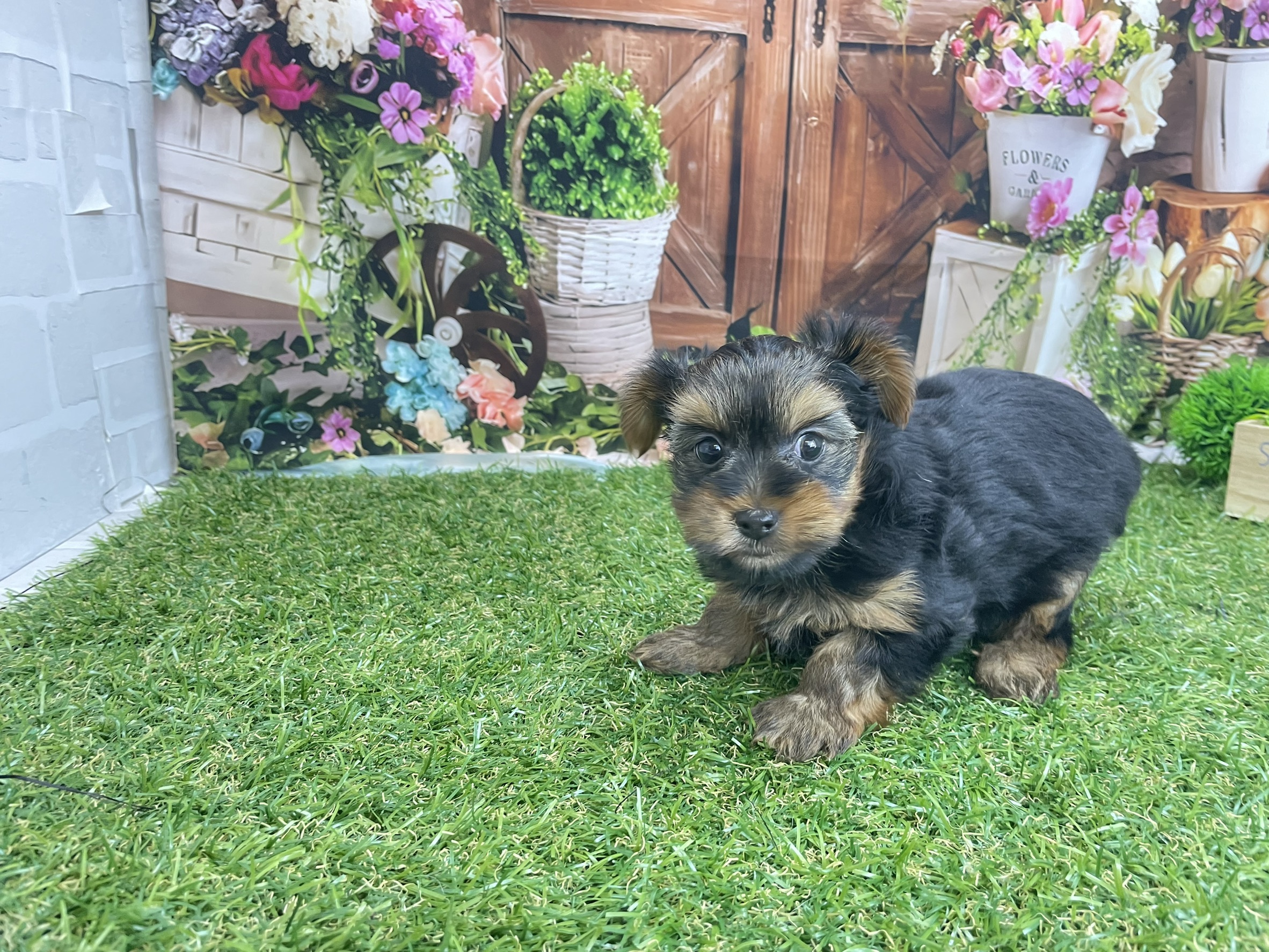 ヨークシャーテリア