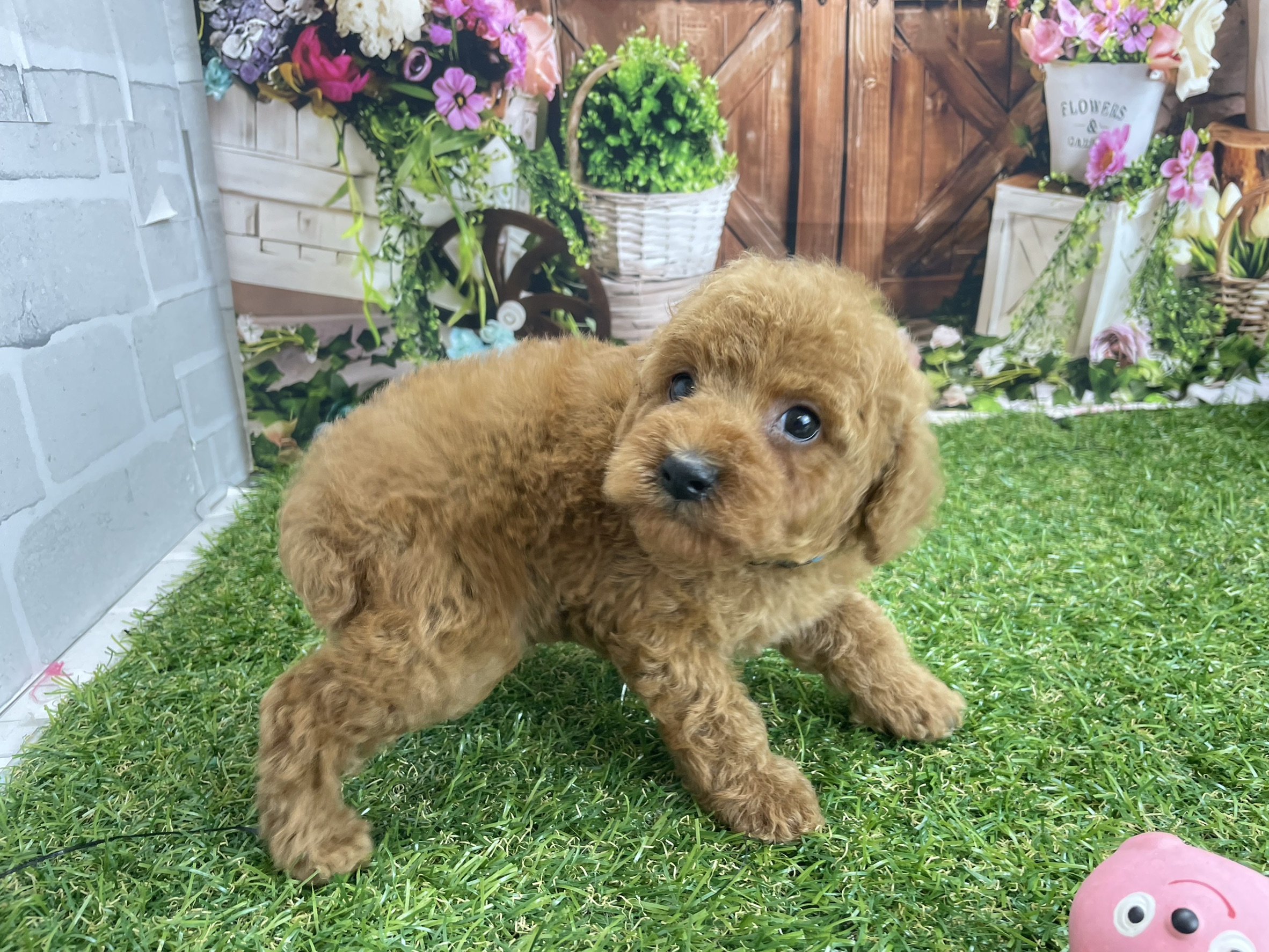 赤ちゃん写真3-2