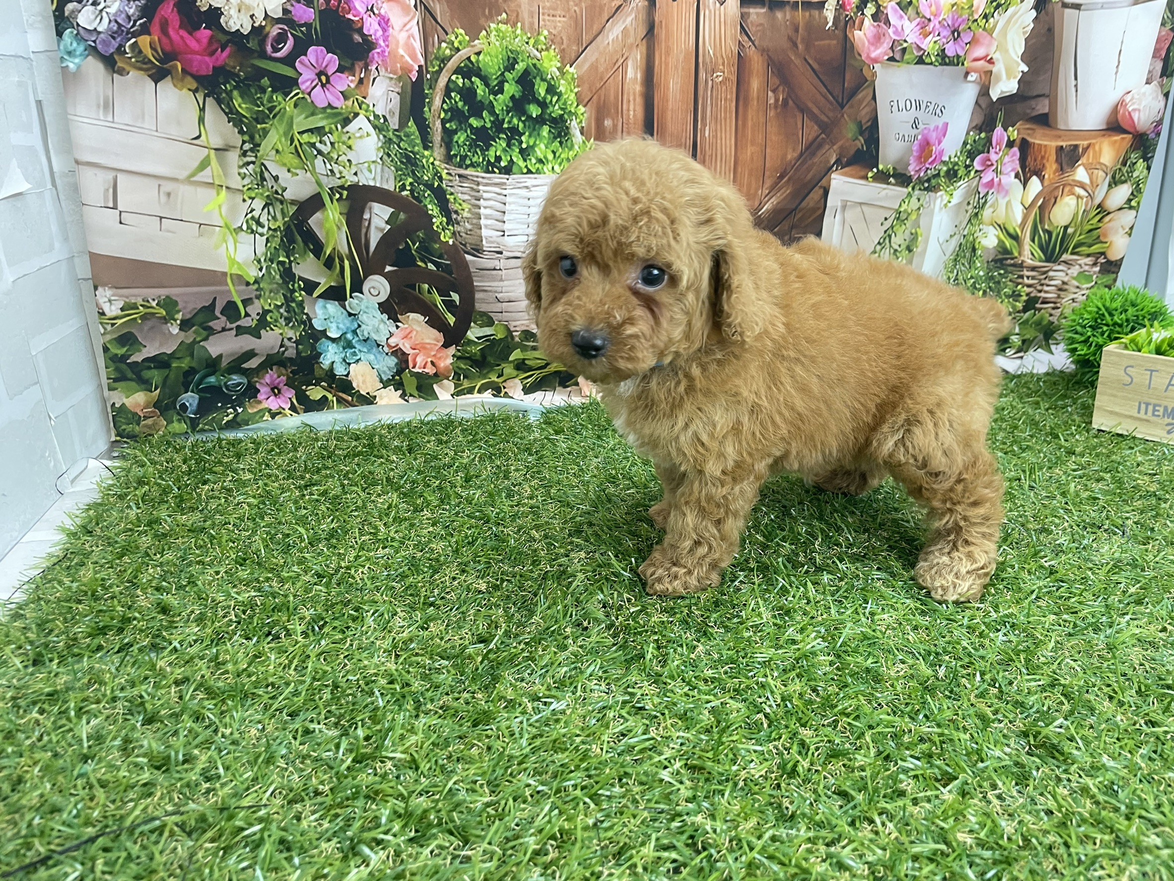 トイ・プードル