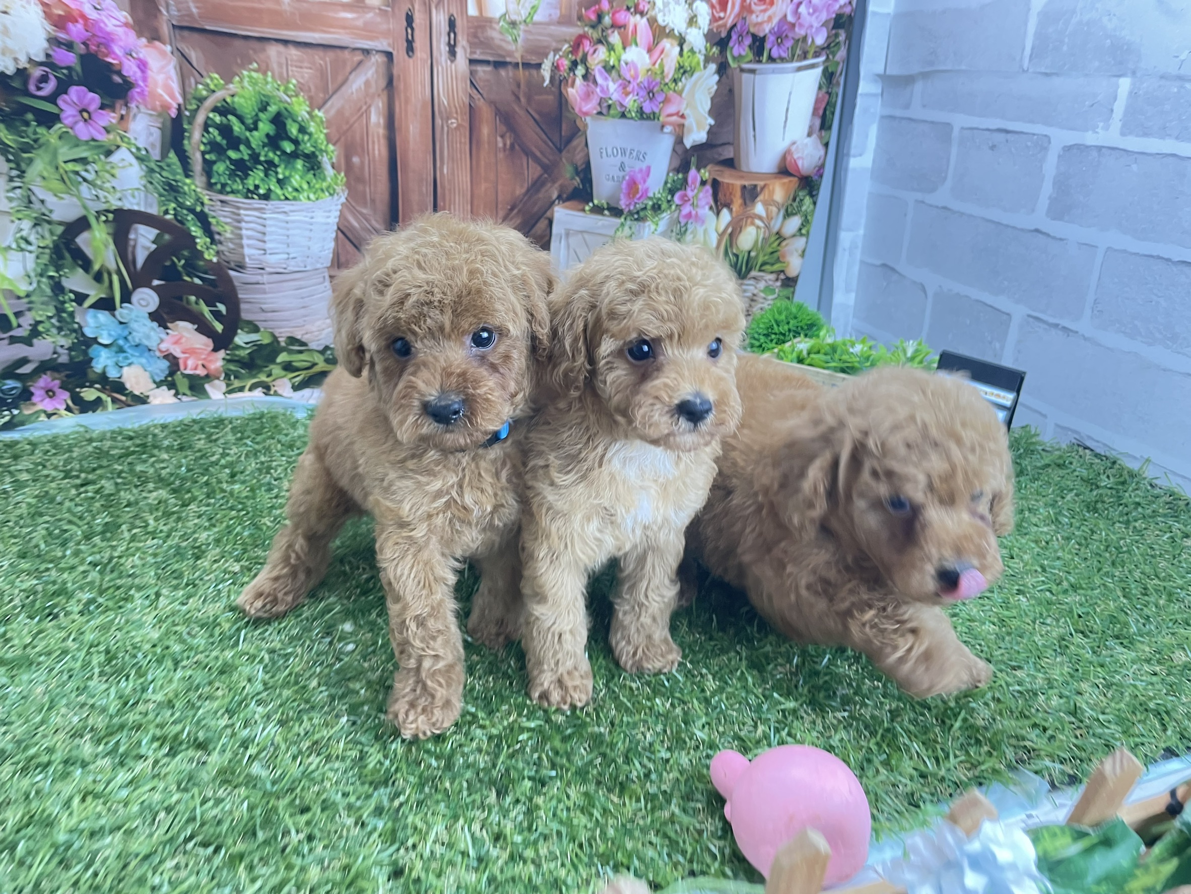 赤ちゃん写真3-3