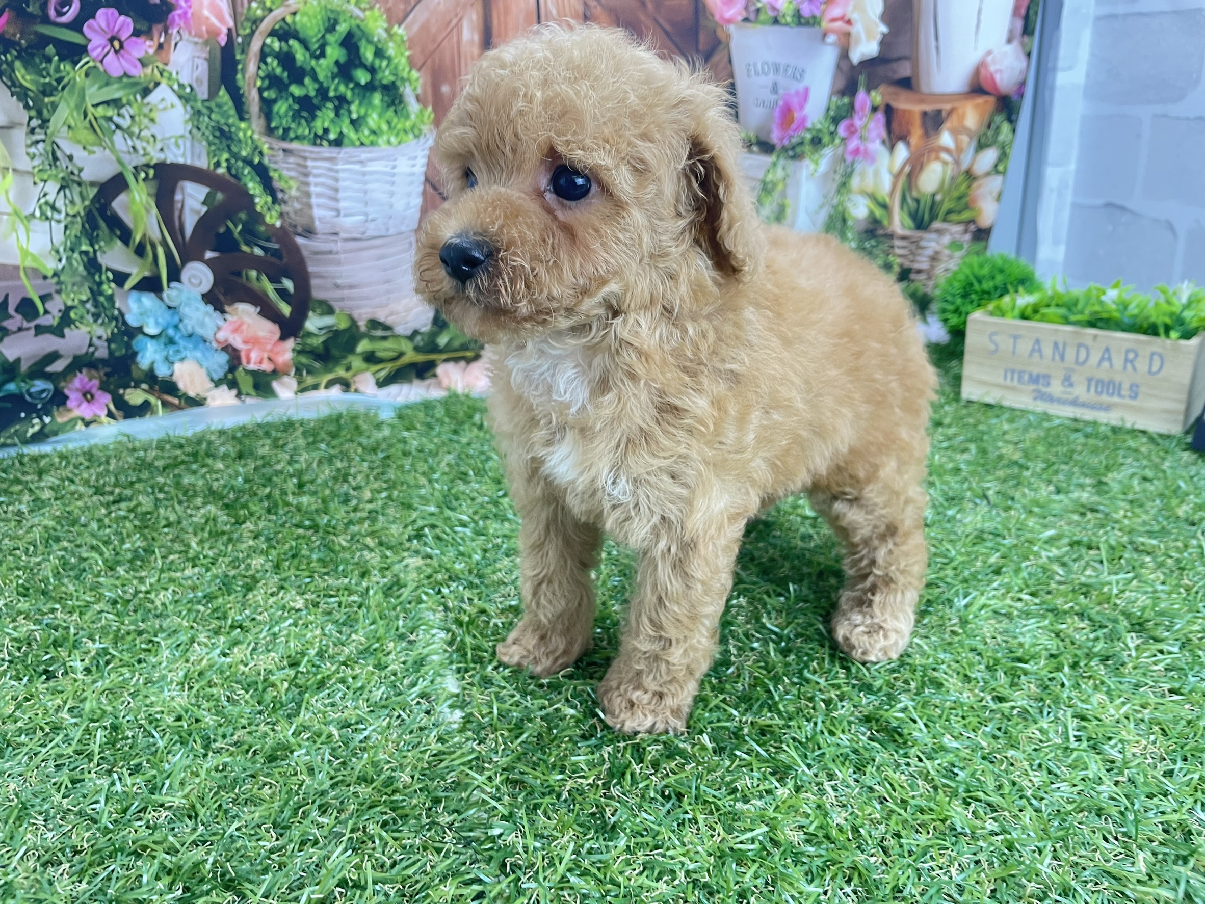 トイ・プードル