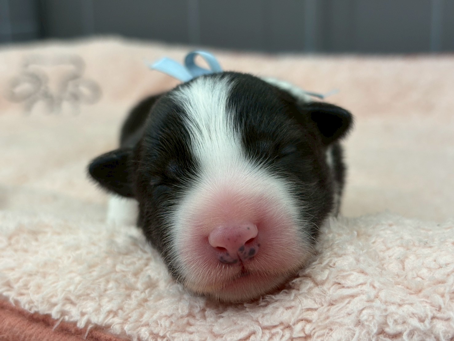 ボーダーコリー