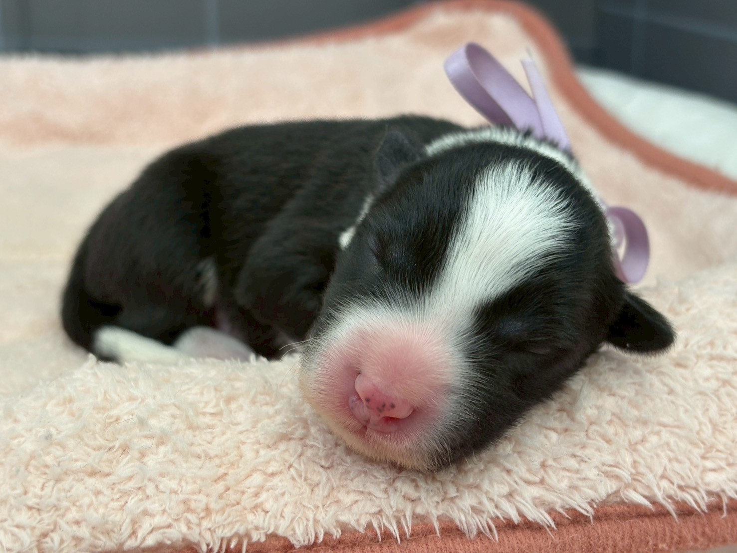 ボーダーコリー