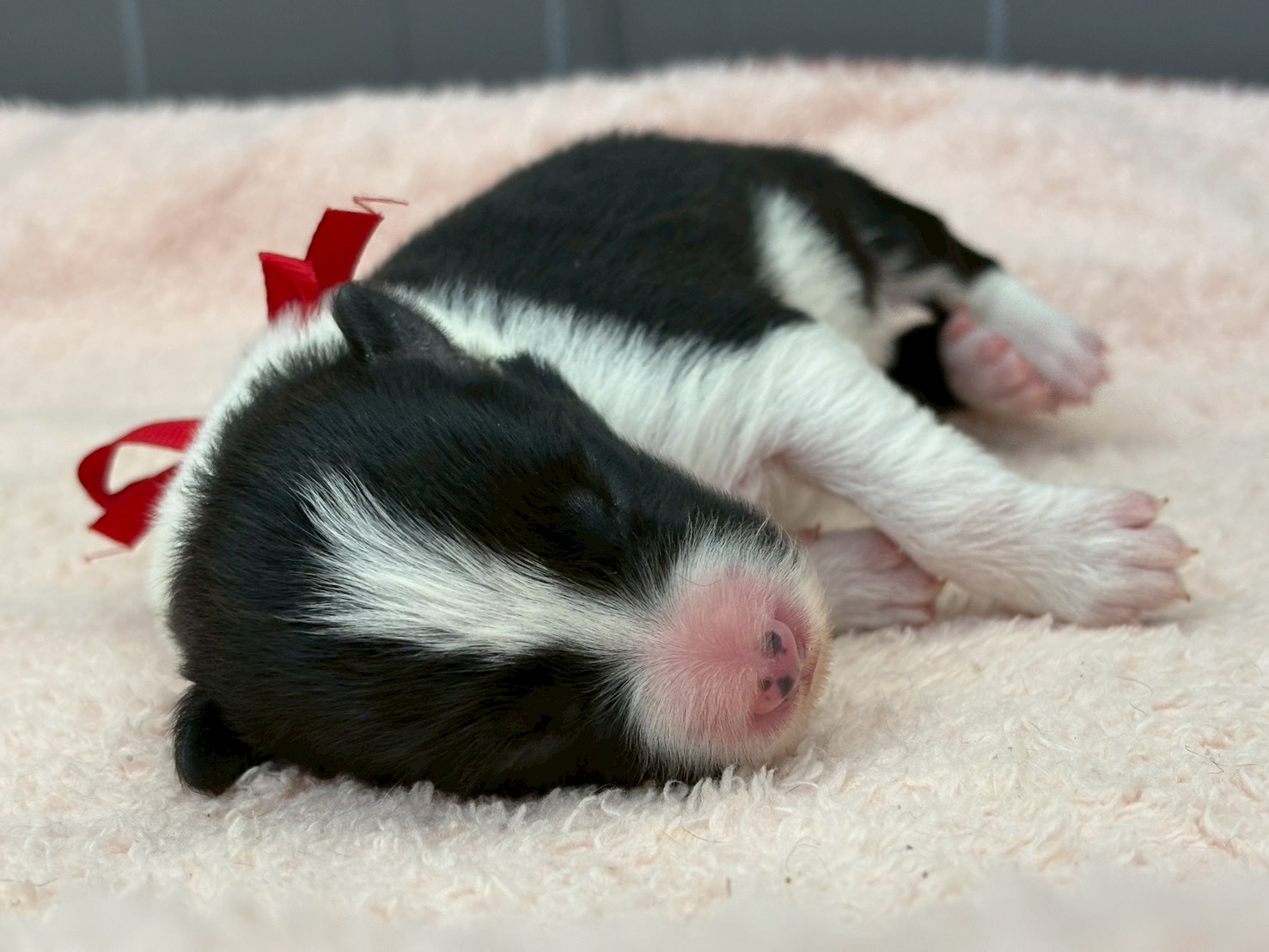 ボーダーコリー