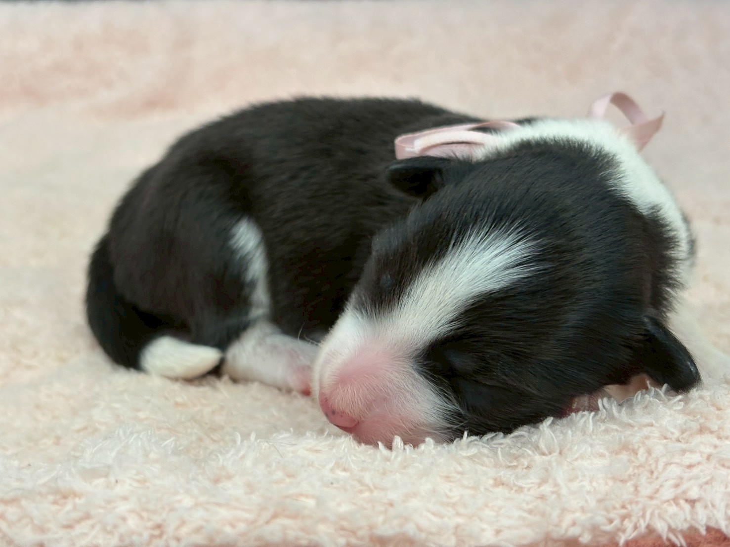 ボーダーコリー