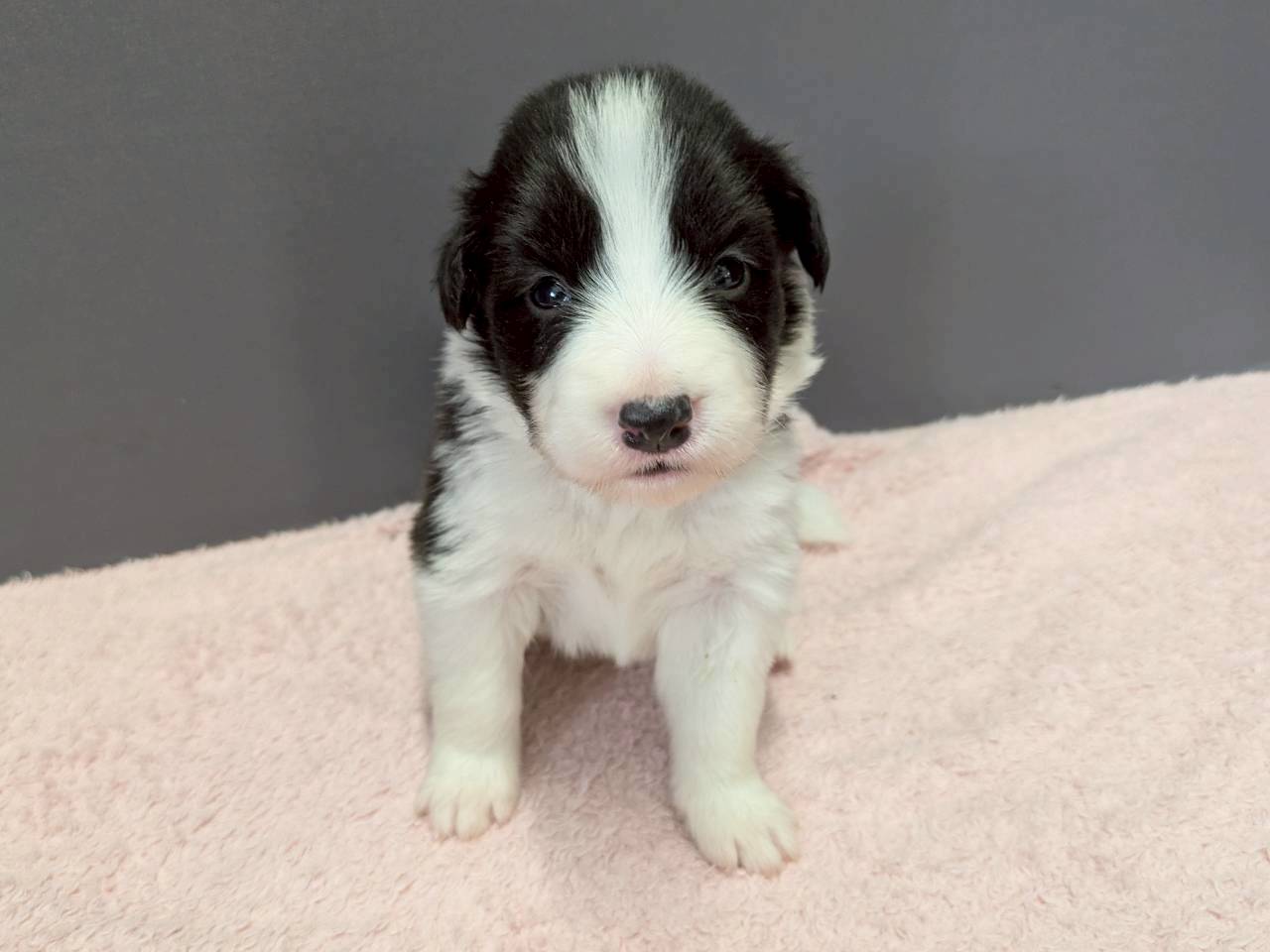 ボーダーコリー