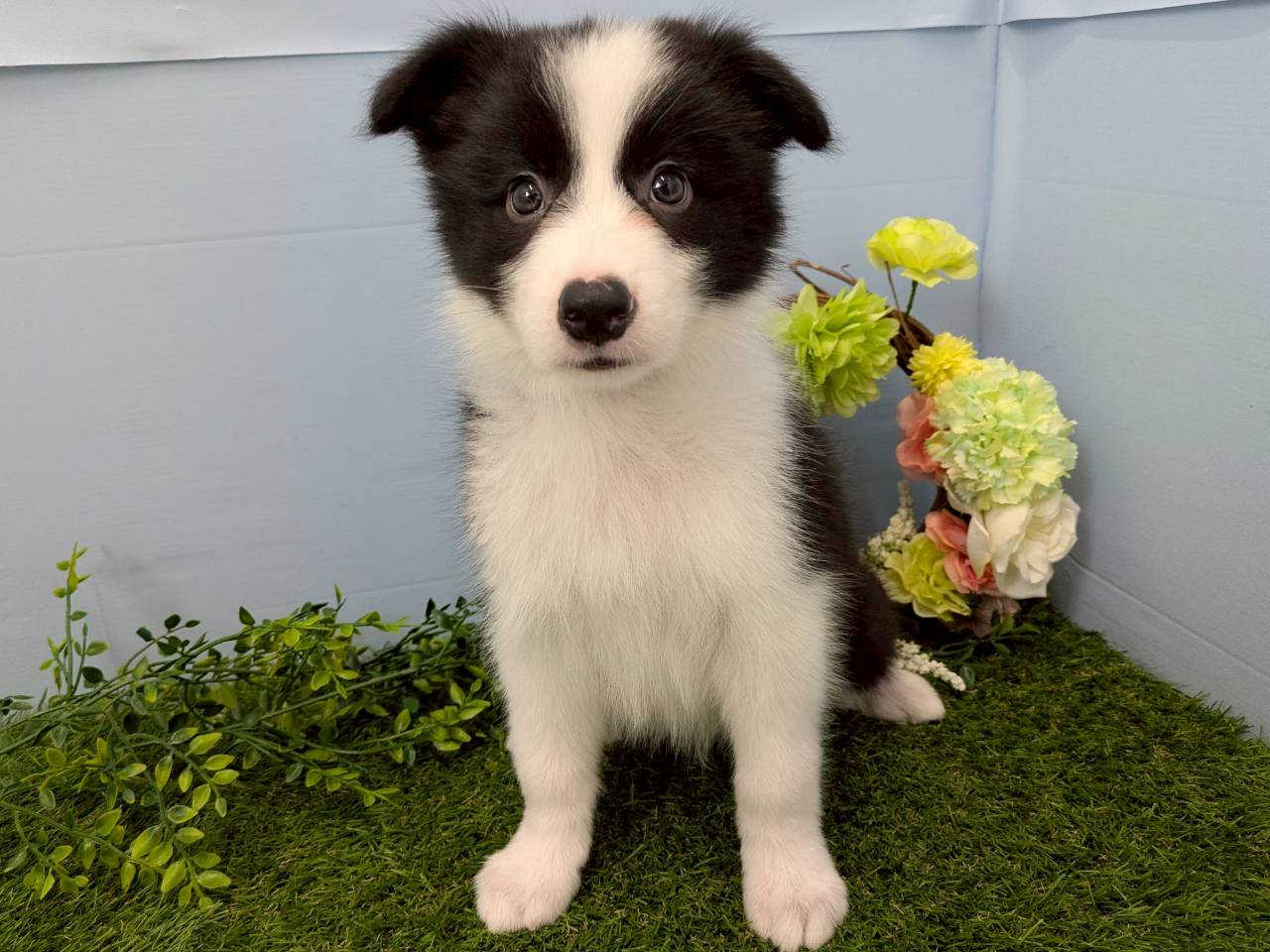 ボーダーコリー