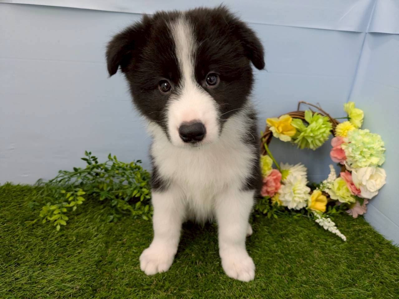 ボーダーコリー