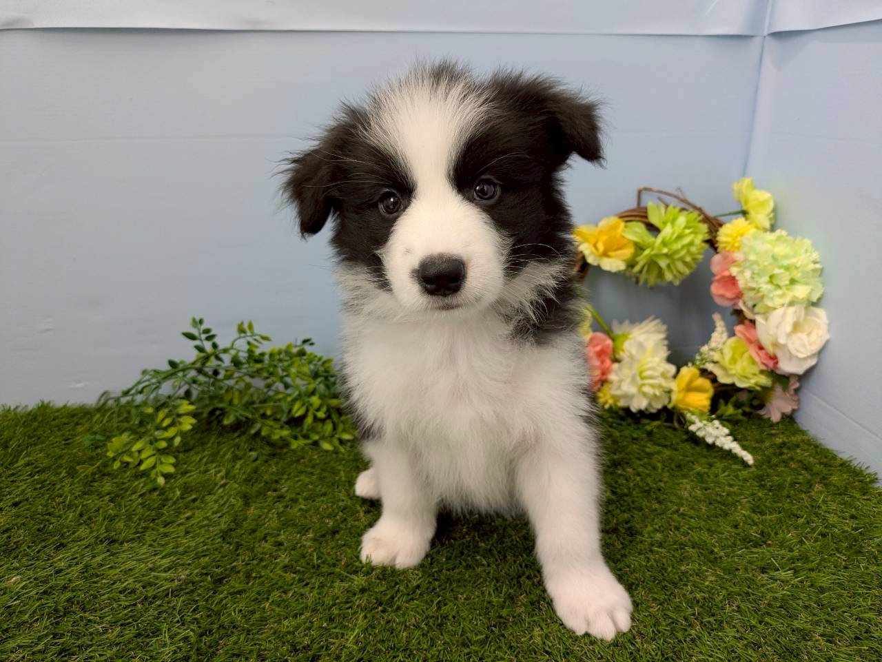 ボーダーコリー