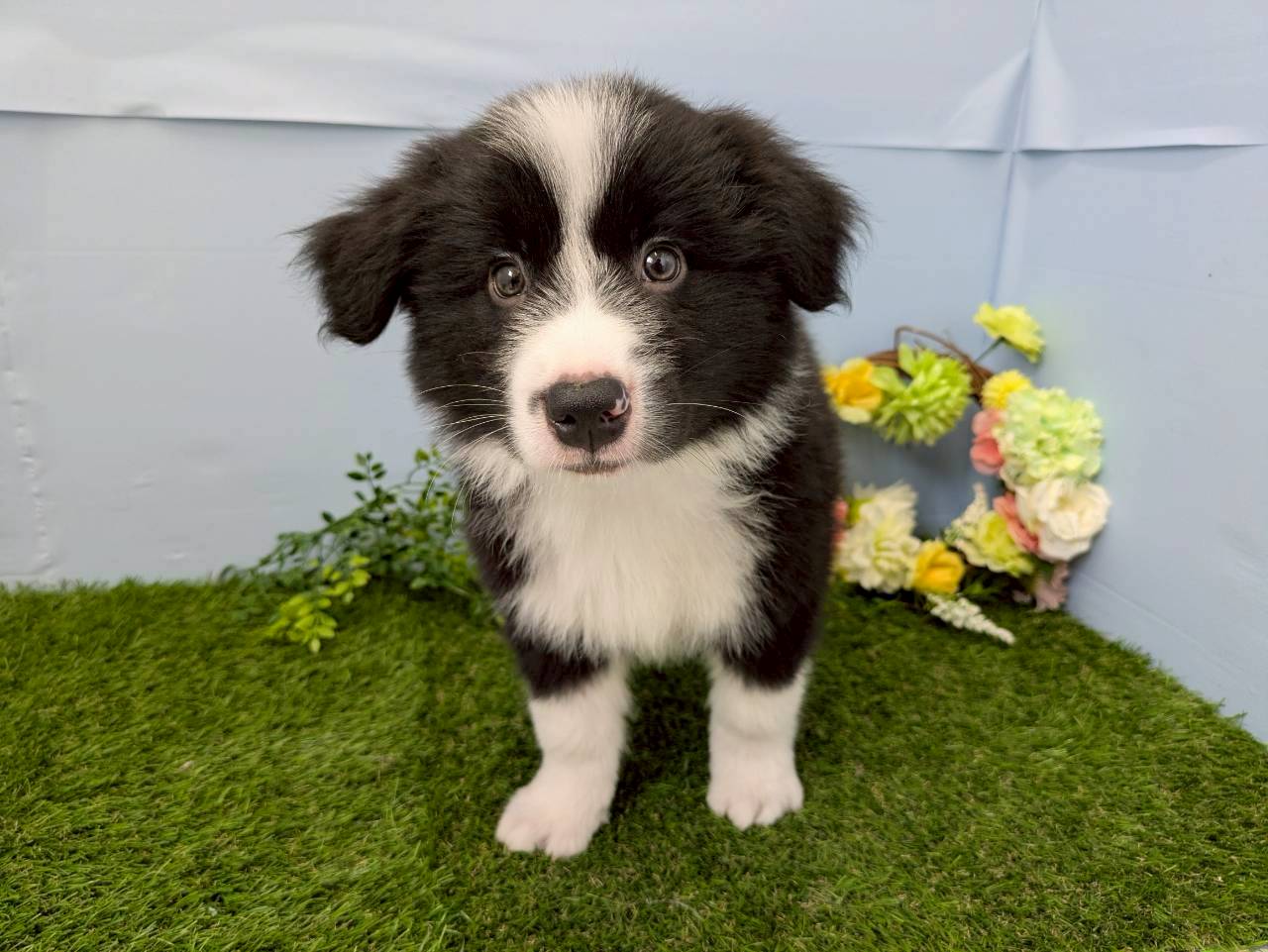 ボーダーコリー