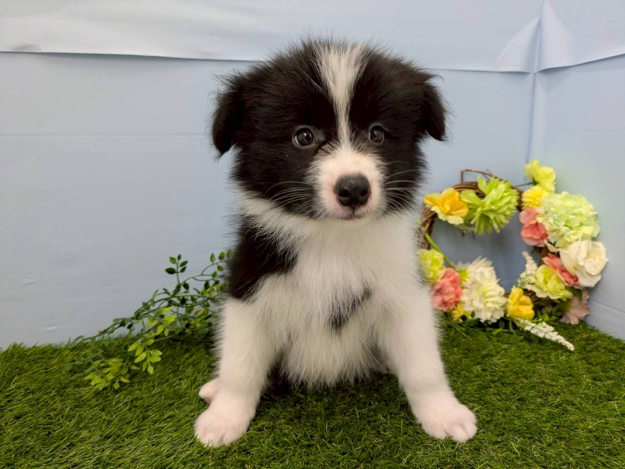 ボーダーコリー