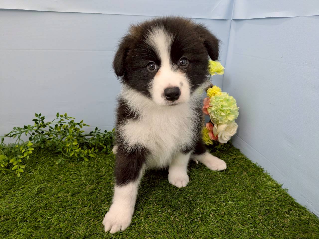 ボーダーコリー