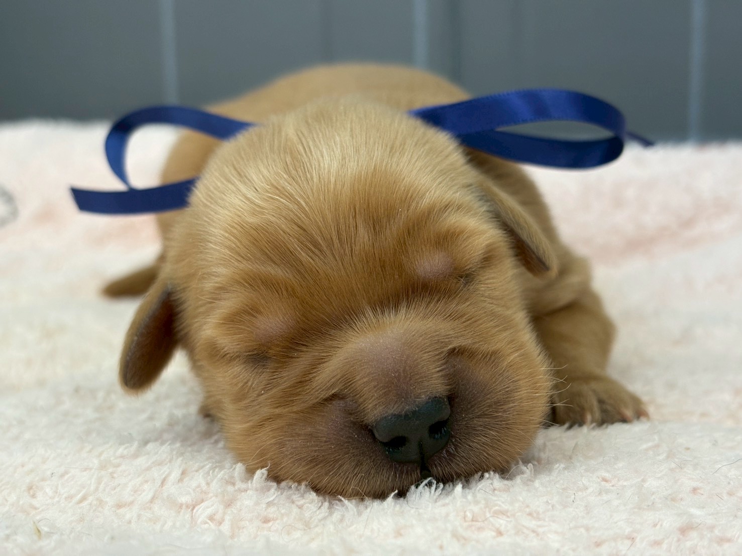 ゴールデン・レトリバー