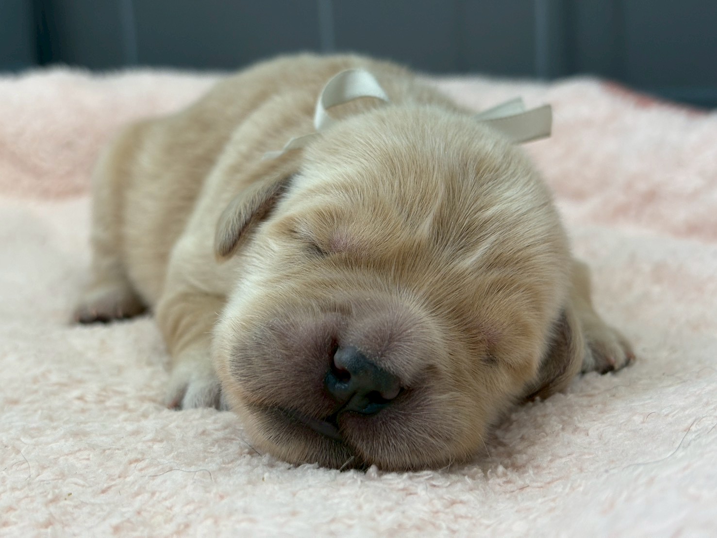 ゴールデン・レトリバー