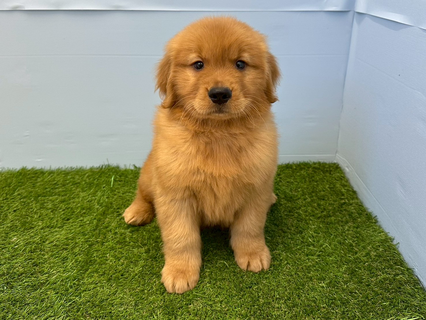 ゴールデン・レトリバー