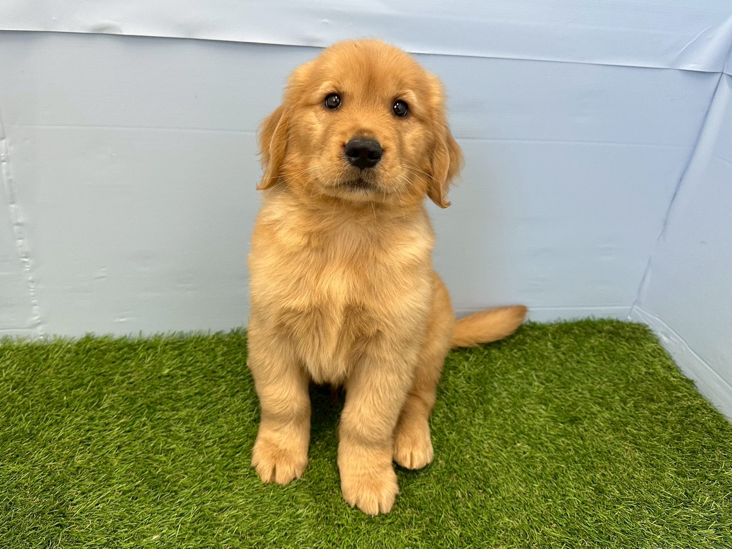 ゴールデン・レトリバー