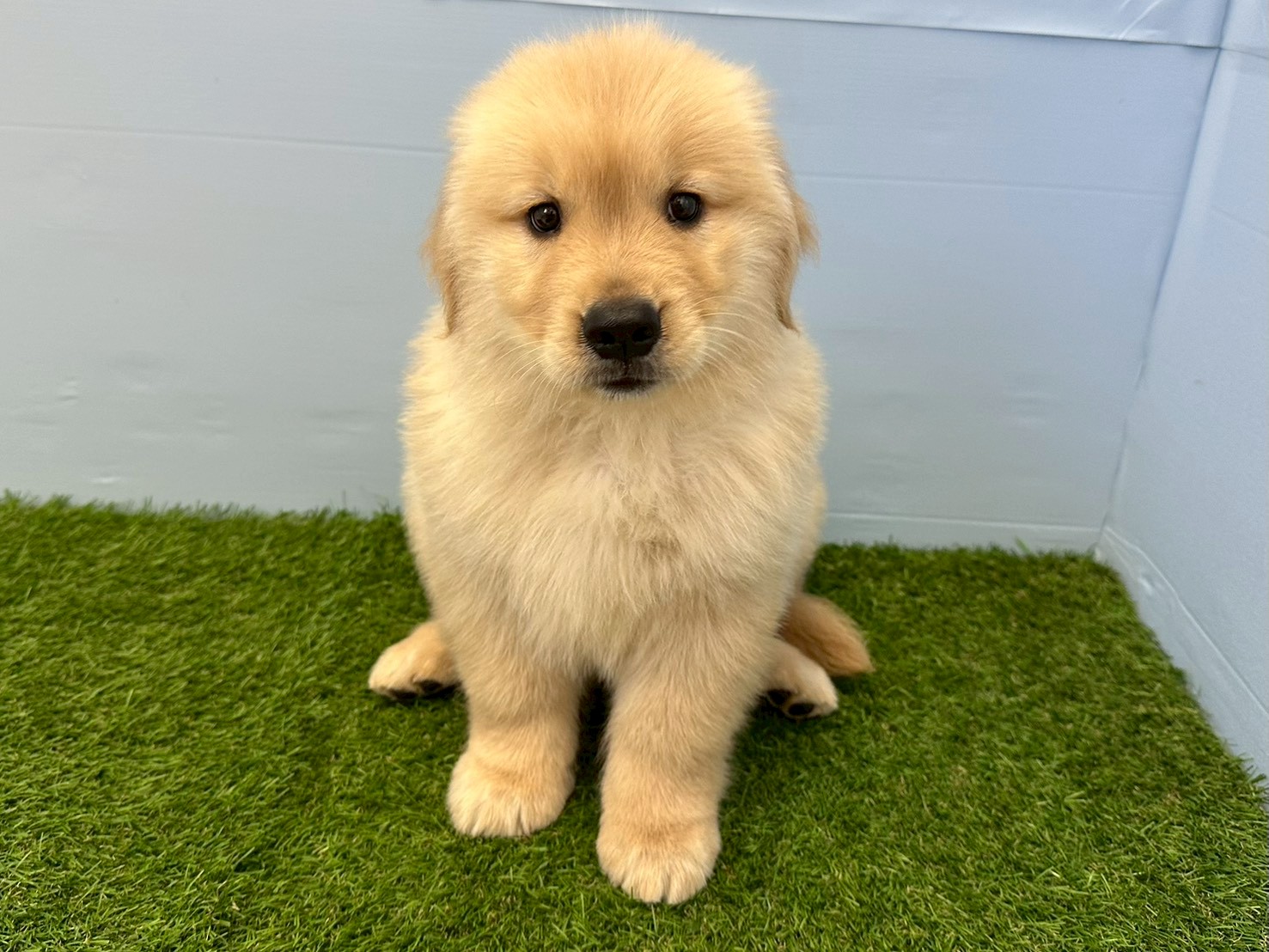 ゴールデン・レトリバー