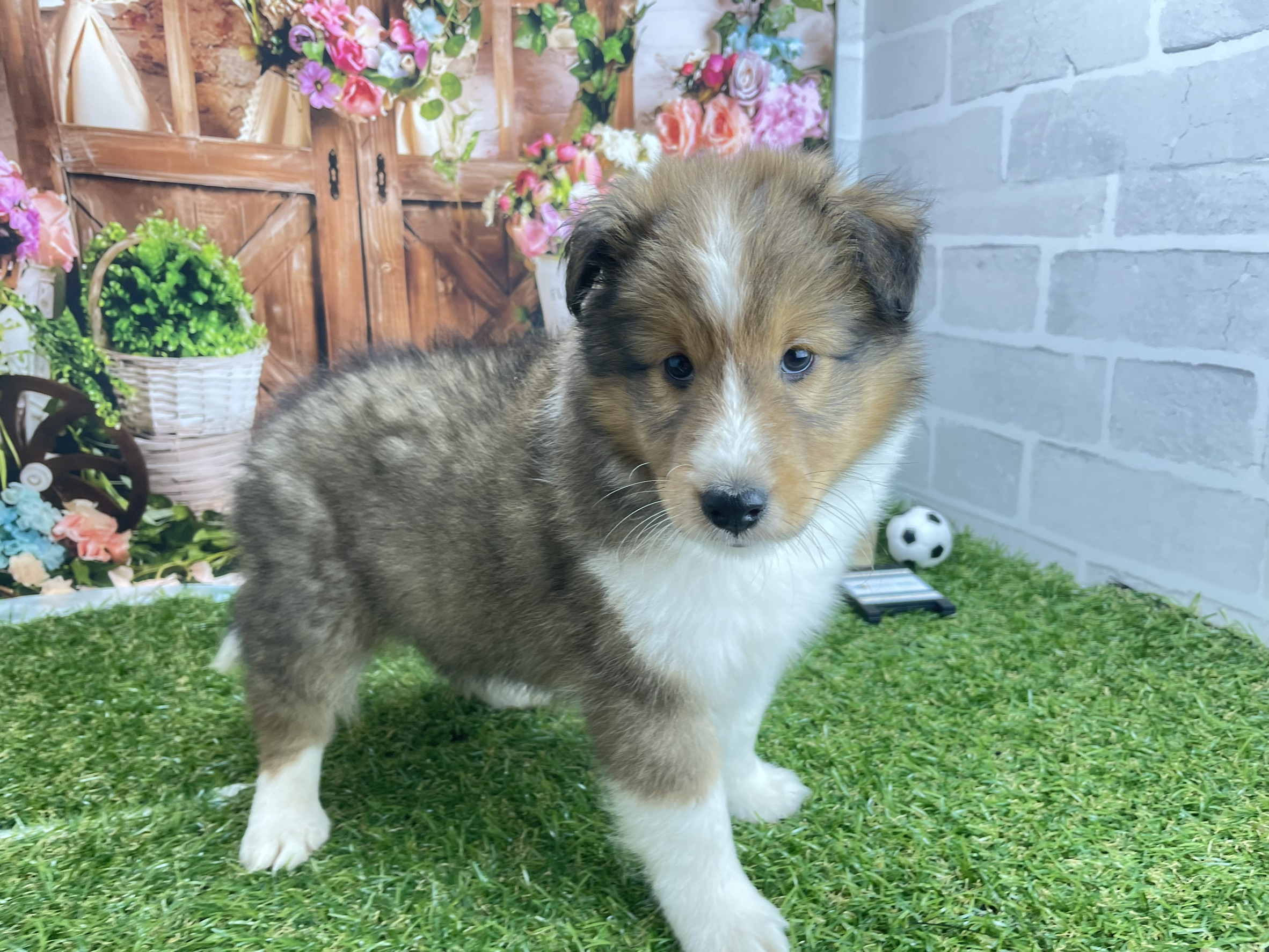 シェットランドシープドッグ