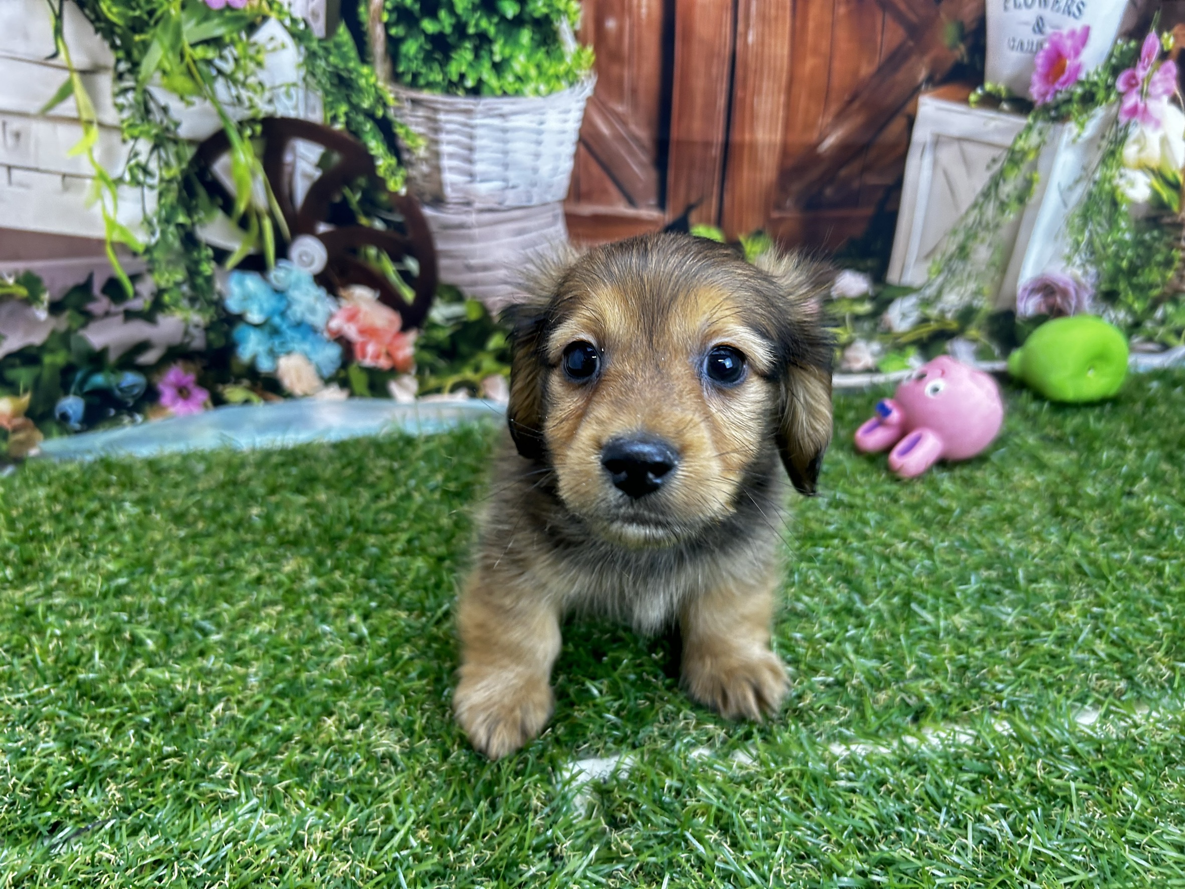 カニンヘンダックスフンド