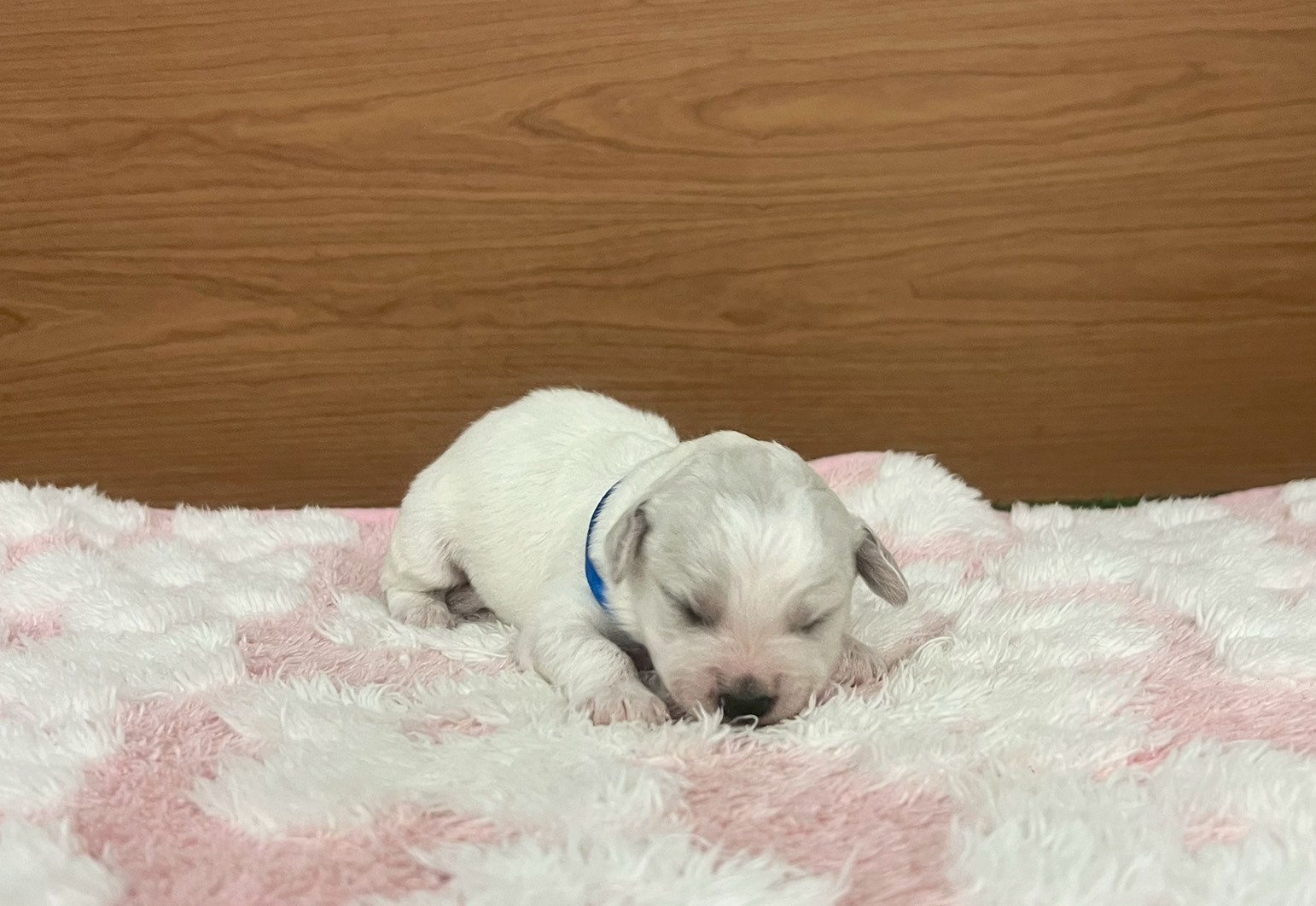 ビション・フリーゼ