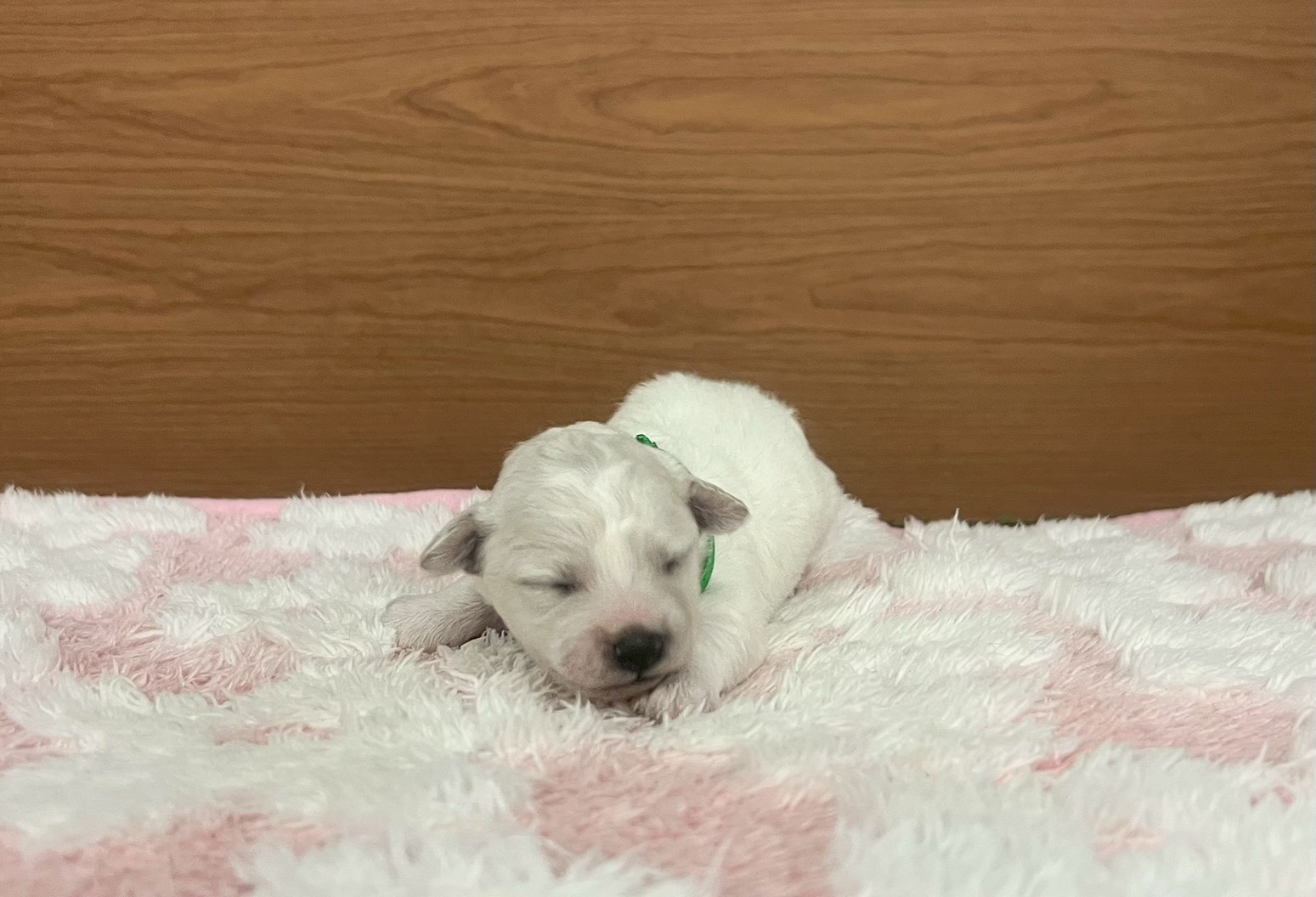 赤ちゃん写真1-1