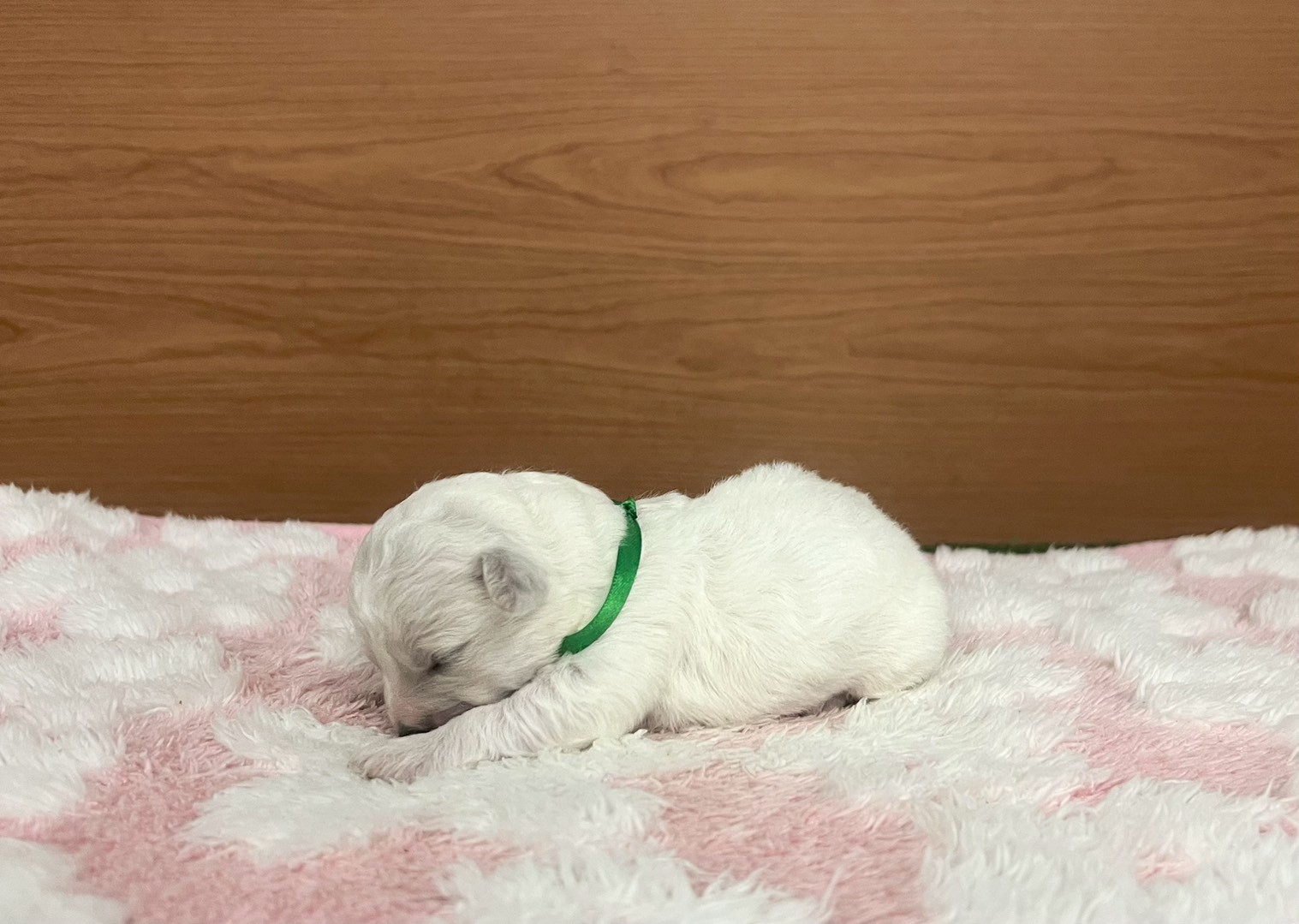 赤ちゃん写真1-2