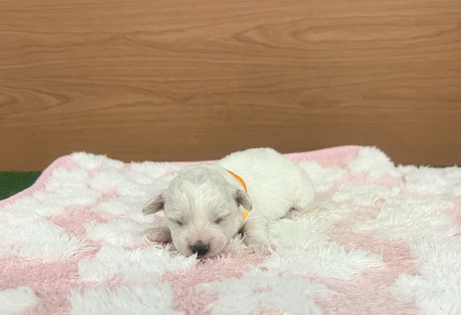 ビション・フリーゼ