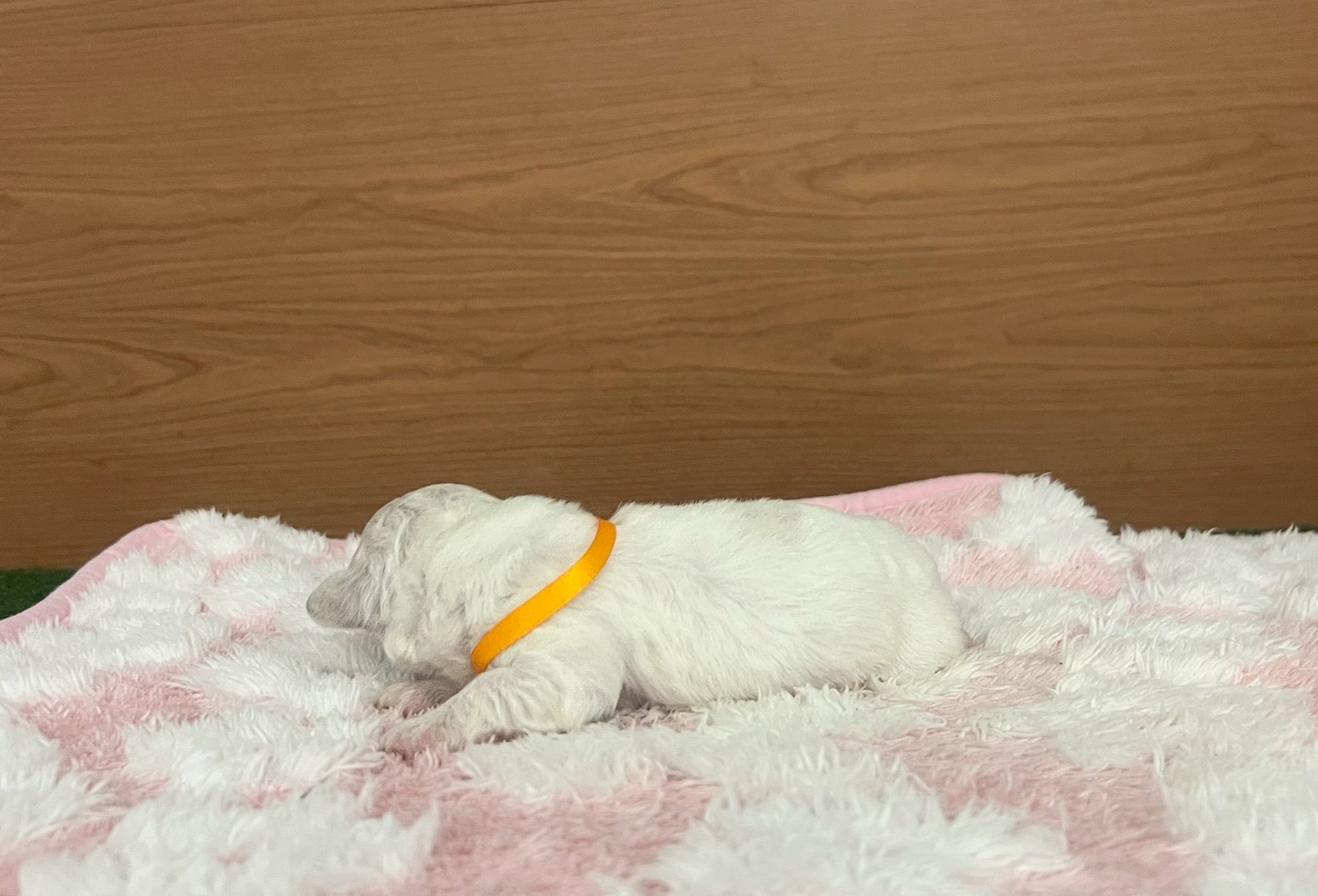 赤ちゃん写真1-2