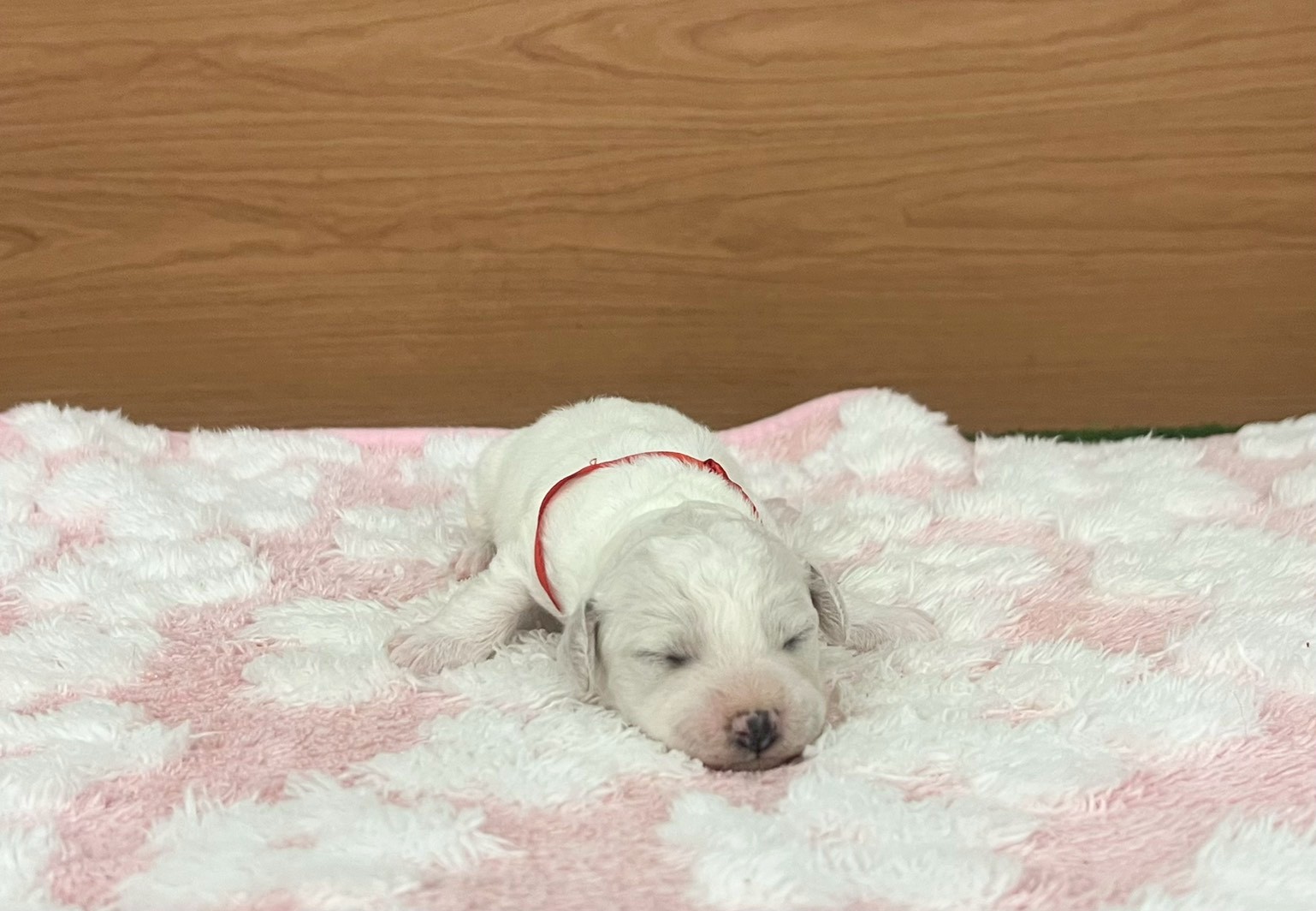 ビション・フリーゼ