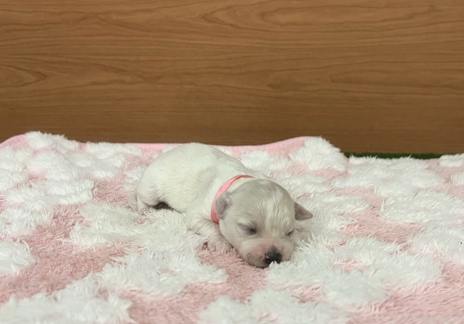 ビション・フリーゼ