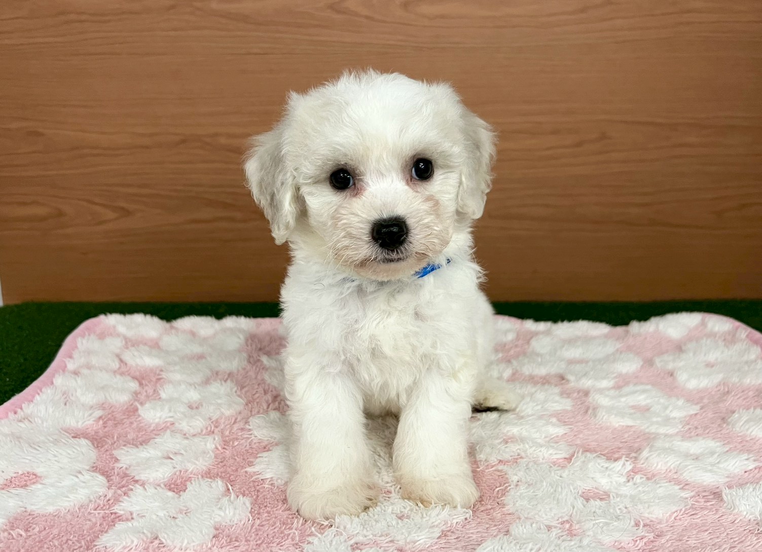 ビション・フリーゼ