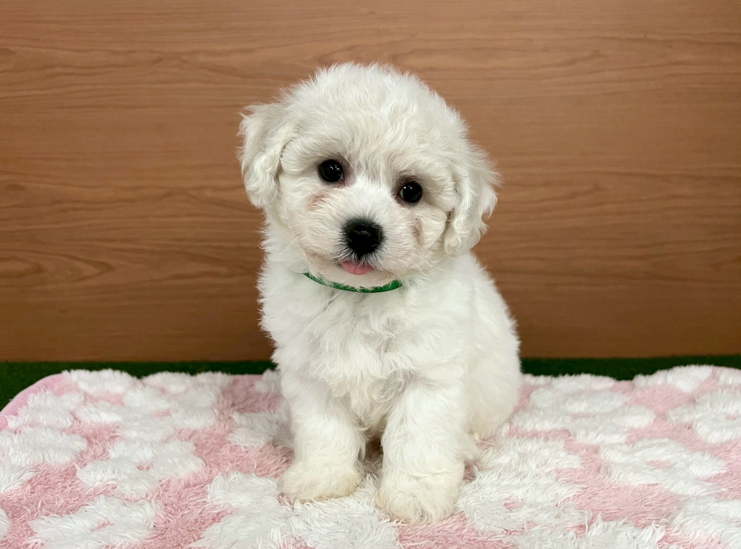 ビション・フリーゼ