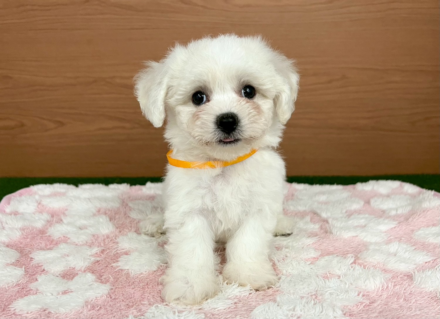 ビション・フリーゼ