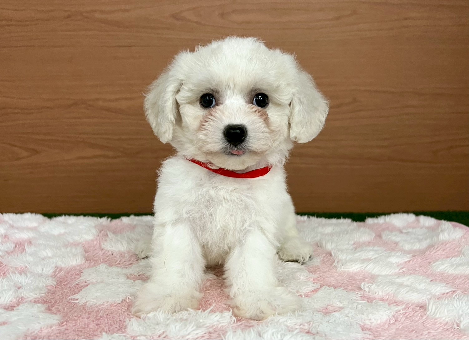 ビション・フリーゼ