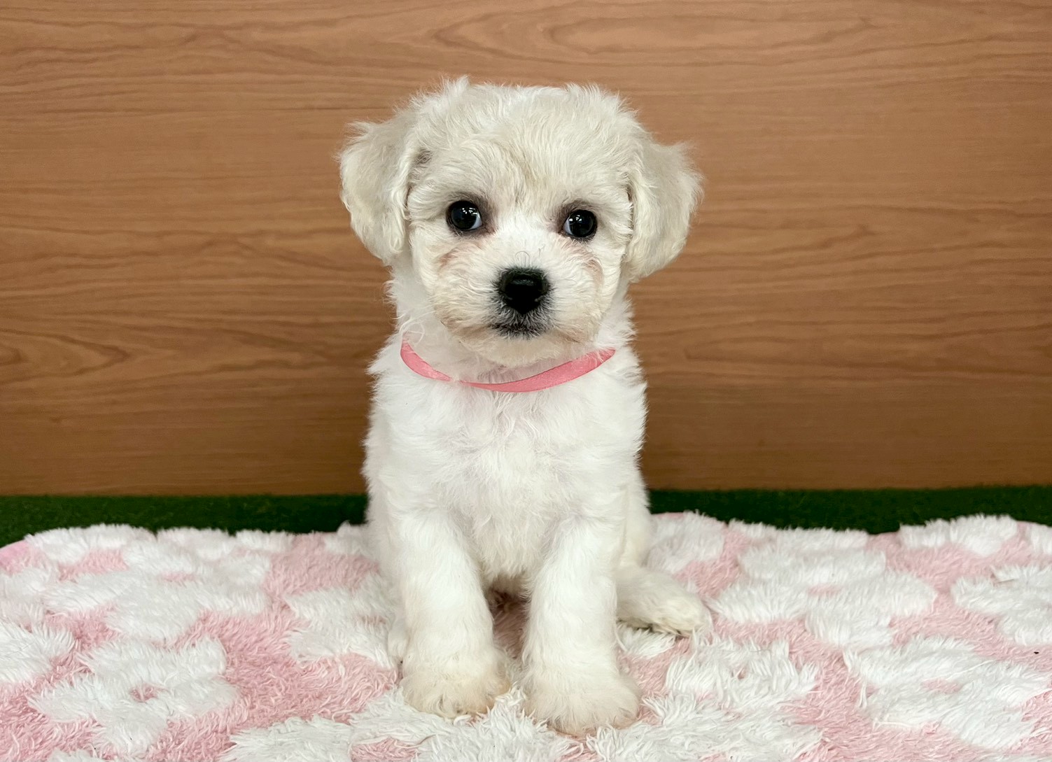 ビション・フリーゼ