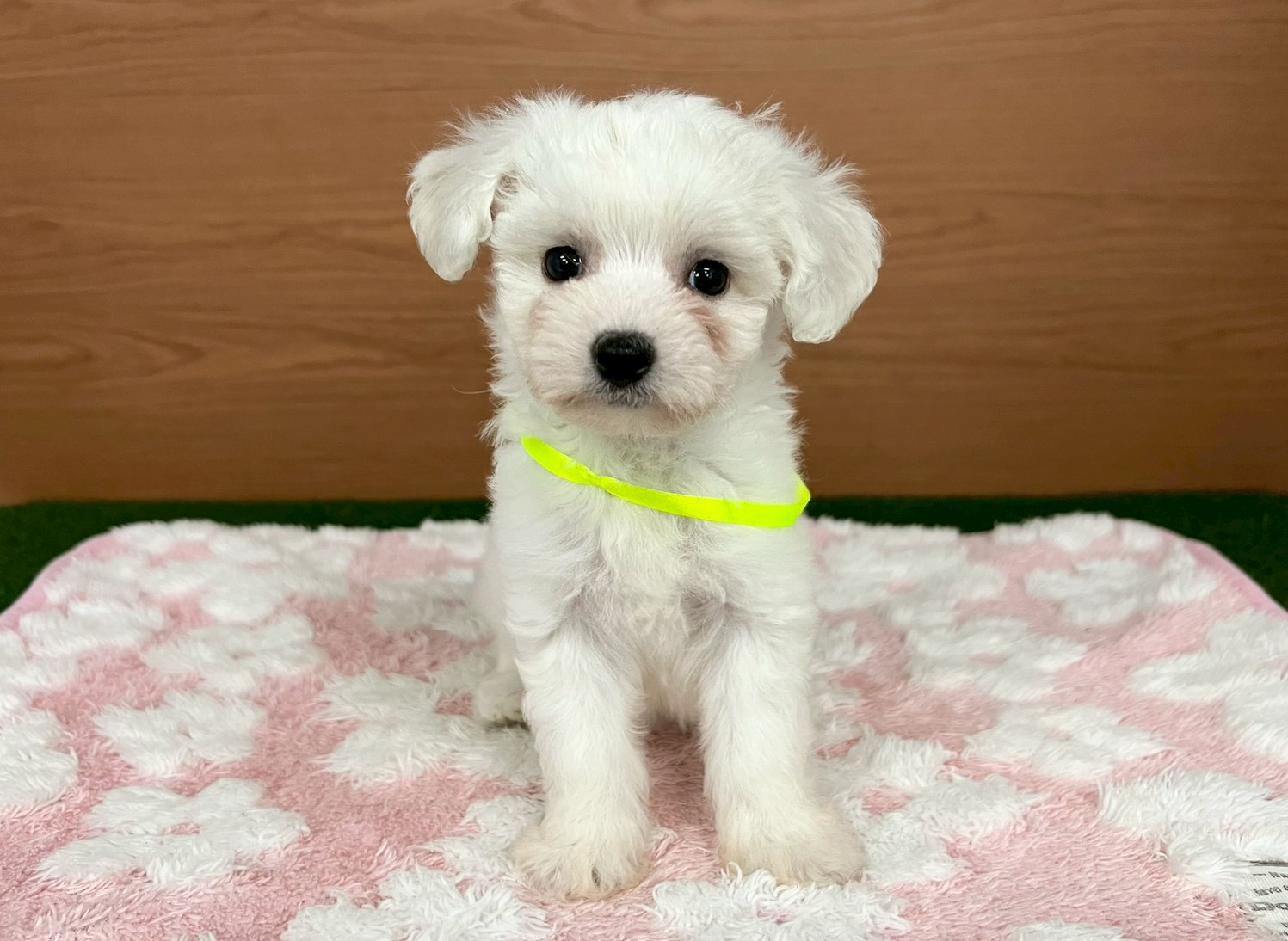 ビション・フリーゼ