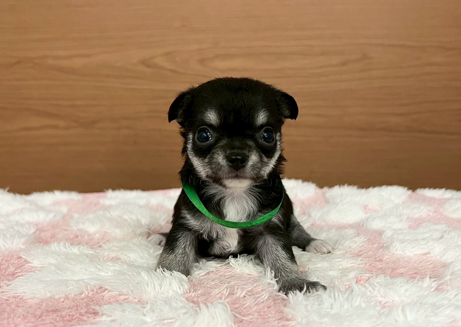 チワワ（ロングコート）