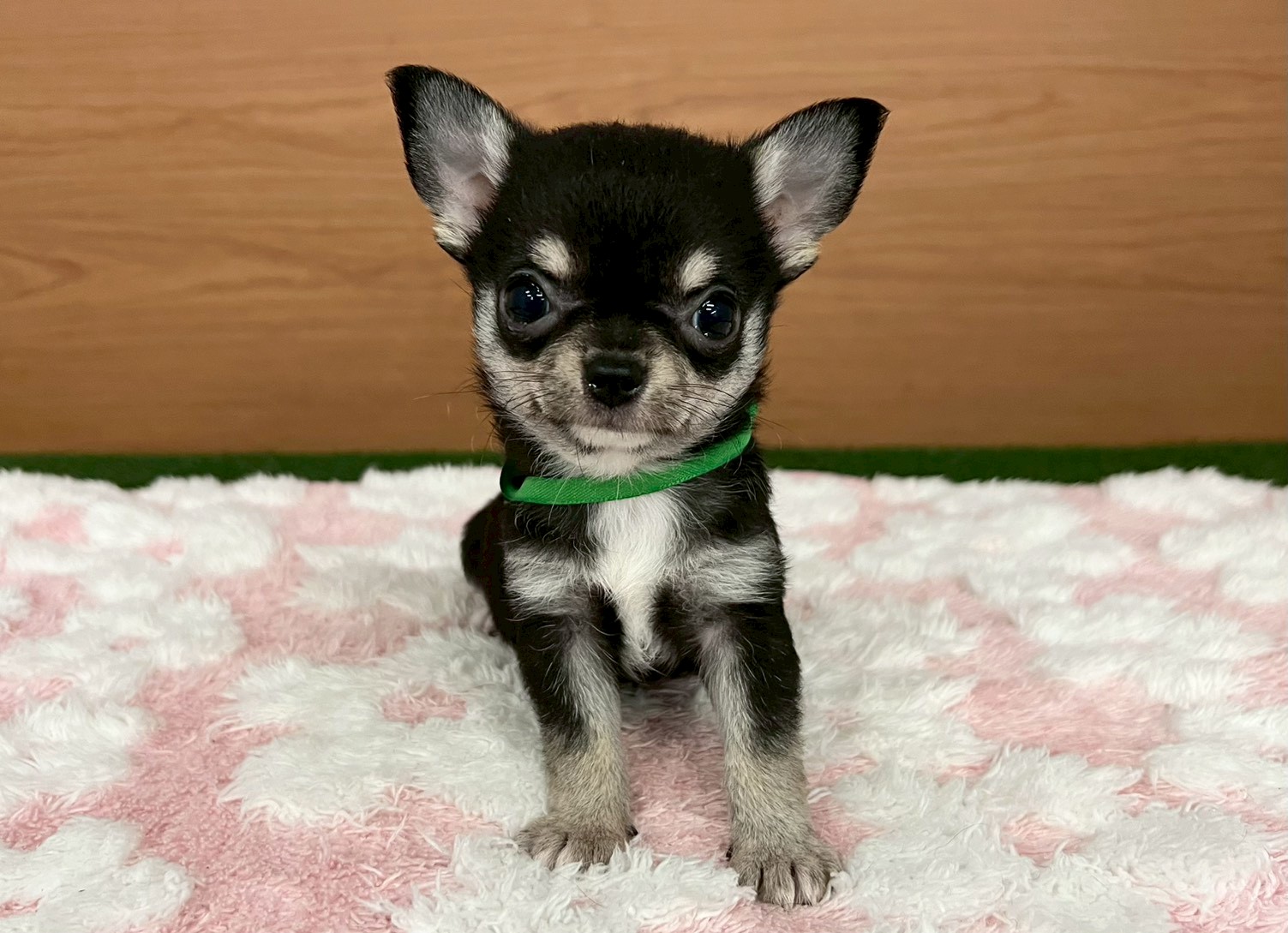 チワワ（ロングコート）