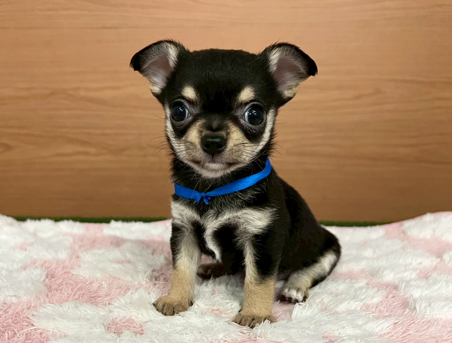 チワワ（ロングコート）