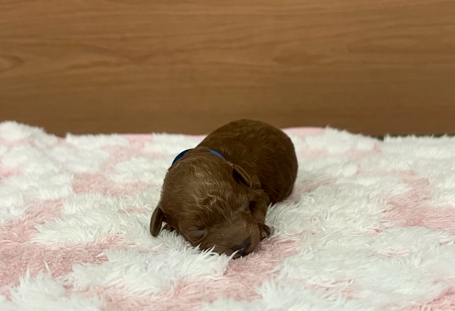 トイ・プードル