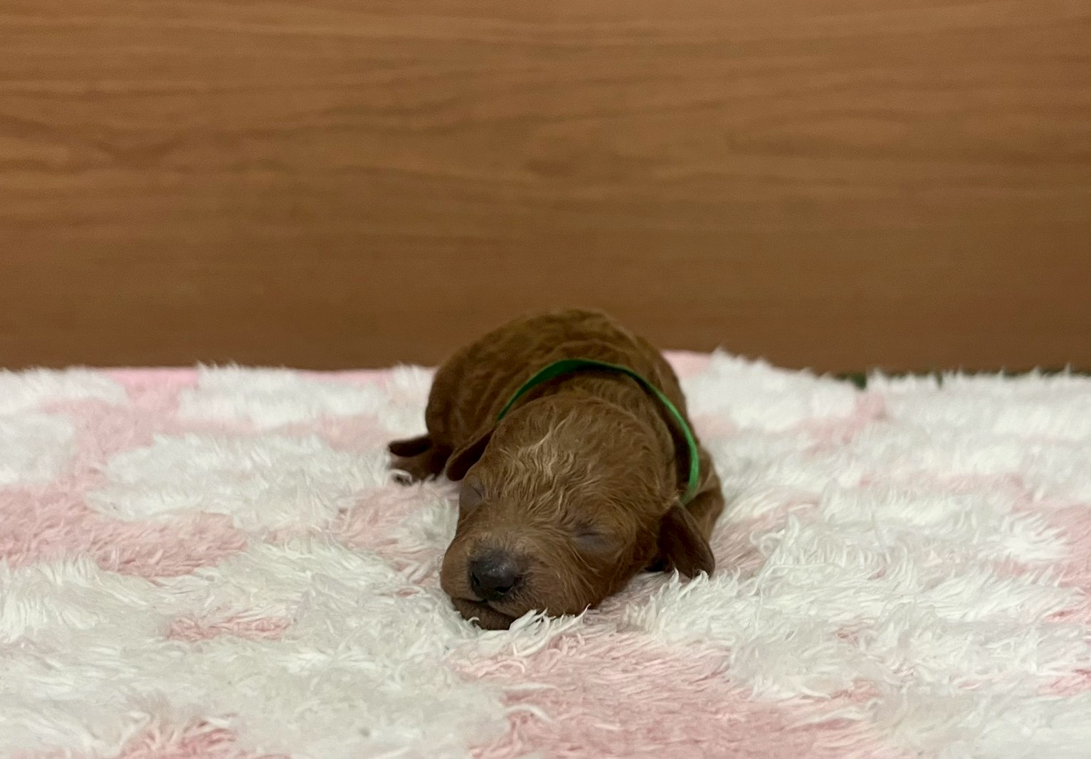 トイ・プードル