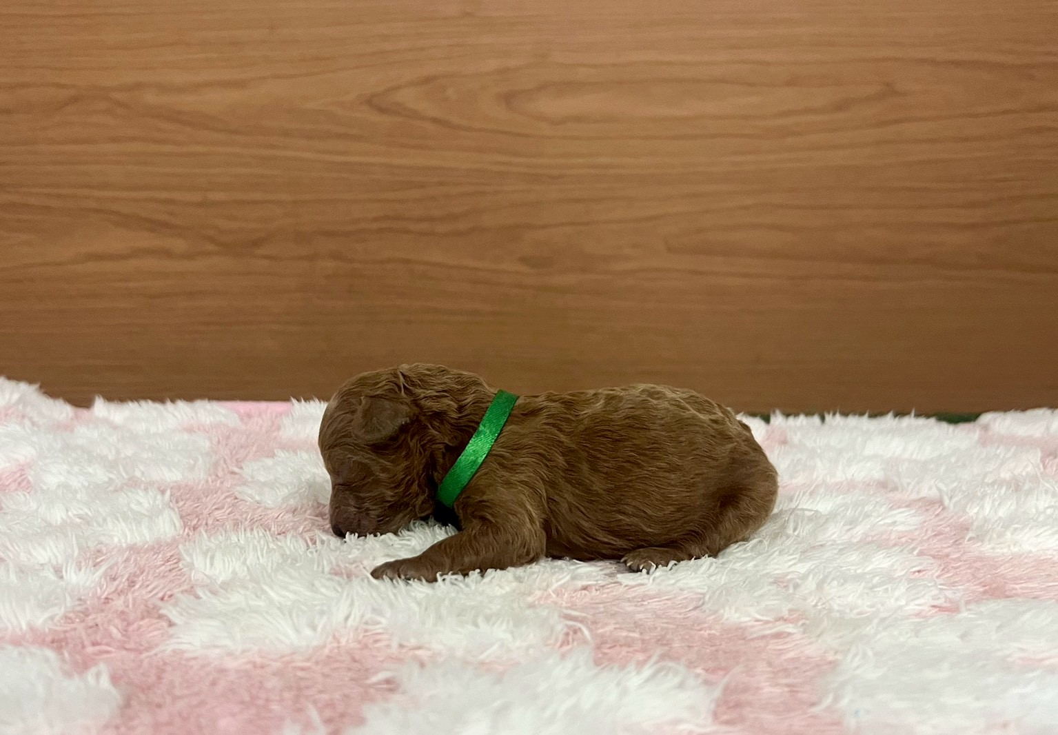 赤ちゃん写真1-2