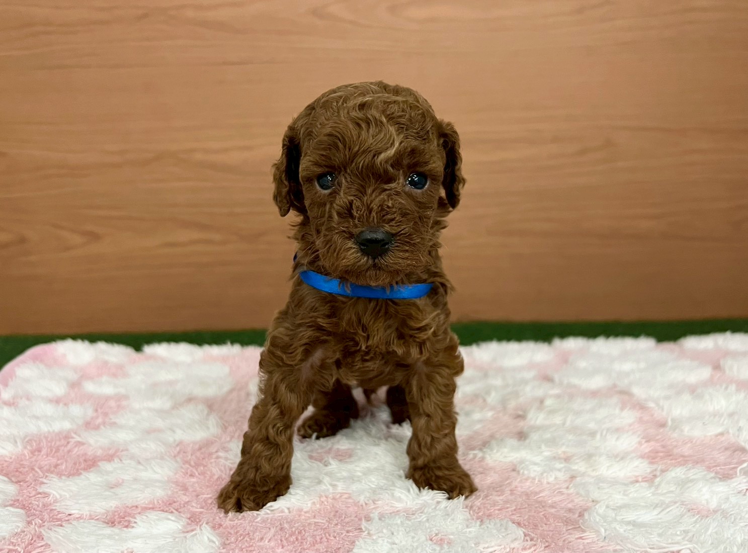 トイ・プードル