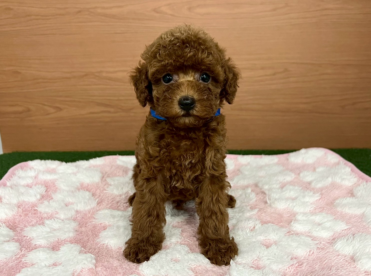 トイ・プードル