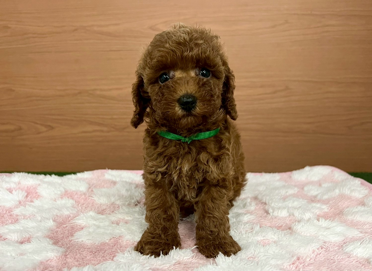 トイ・プードル